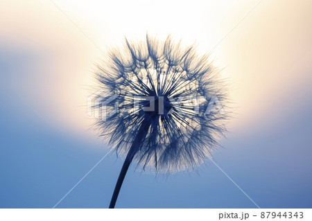 Dandelion silhouetted against the sunset sky. Nature and botany of flowers Dandelion silhouetted against the sunset sky. Nature and botany of flowers 87944343