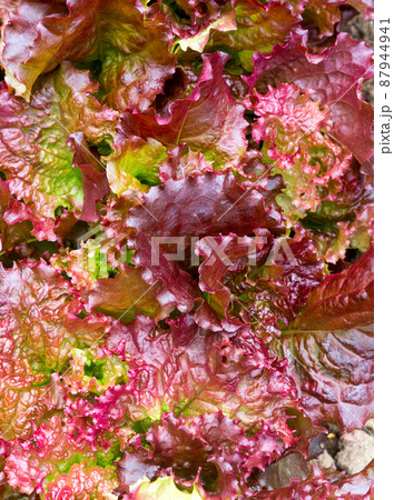 Nature backgrounds. Nature backgrounds. 87944941