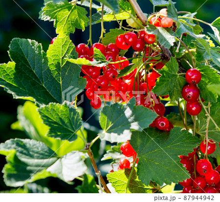 Red currant on a bush. 87944942