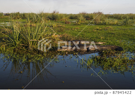 Black caiman.south America Black caiman.south America 87945422