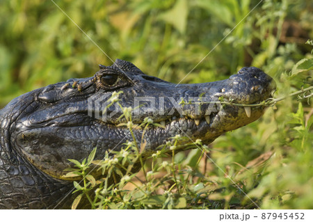 Black caiman.south America 87945452