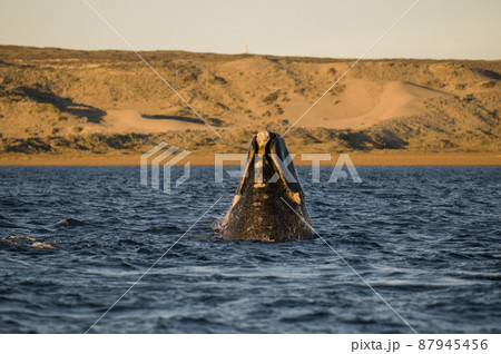 Whale jumping in Peninsula Valdes,, Whale jumping in Peninsula Valdes,, 87945456