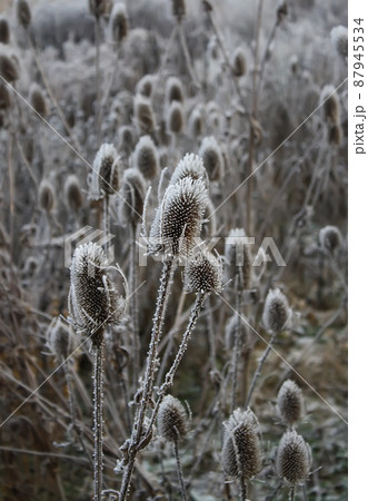 Teasel. Dipsacus Fullonum 87945534