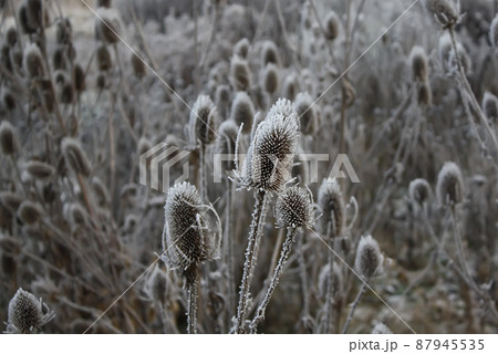 Teasel. Dipsacus Fullonum 87945535