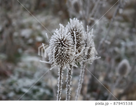 Teasel. Dipsacus Fullonum 87945538