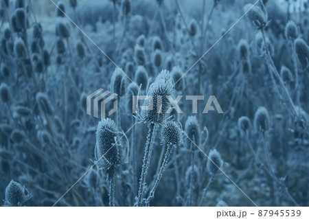 Teasel. Dipsacus Fullonum 87945539