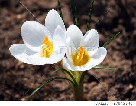 Crocus flowers outdoors 87945540