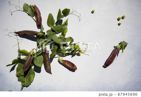 Purple green pea pods on a light background with space for text. Banner Purple green pea pods on a light background with space for text. Banner 87945690