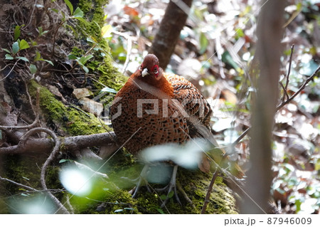 春の岐阜の里山の山鳥 春の岐阜の里山の山鳥 87946009