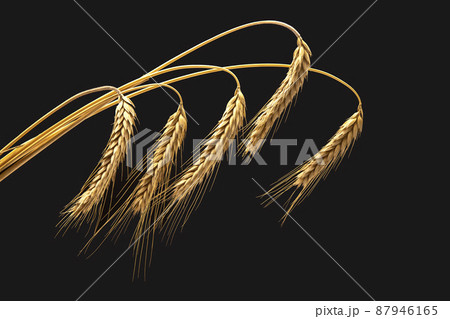 ripe ears of wheat close-up on a dark background. bread industry. vegetarian food 87946165