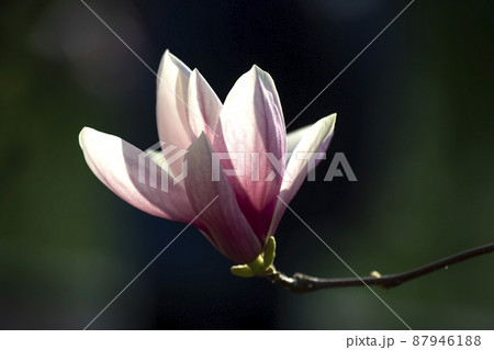 Light pink head of blooming spring magnolia flower. Botany and flowers 87946188