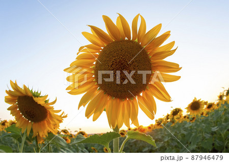 large field of blooming sunflowers against the backdrop of a sunny cloudy sky. Agronomy, agriculture large field of blooming sunflowers against the backdrop of a sunny cloudy sky. Agronomy, agriculture 87946479