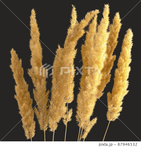 lush bunch of yellow dry grass on a dark background. nature of plants and botany lush bunch of yellow dry grass on a dark background. nature of plants and botany 87946532