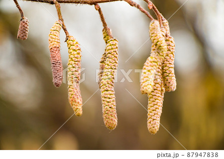 Blossoming hazelnuts in early spring. Green buds close up. Pollen allergy concept. Blossoming hazelnuts in early spring. Green buds close up. Pollen allergy concept. 87947838