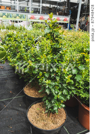 Young garden plant in plant farm in flower pot. Closeup Young garden plant in plant farm in flower pot. Closeup 87948428