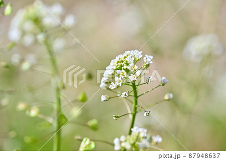 春の草花ナズナ 春の草花ナズナ 87948637