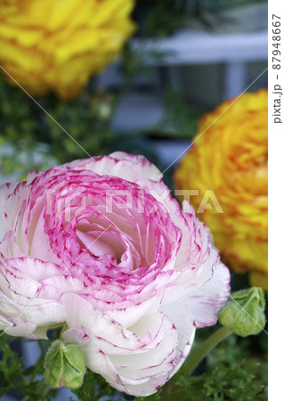 白にピンクの混じったラナンキュラスの花 白にピンクの混じったラナンキュラスの花 87948667