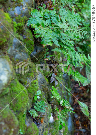 【日本】高尾山、苔むした石垣に生える緑の野草 【日本】高尾山、苔むした石垣に生える緑の野草 87949067