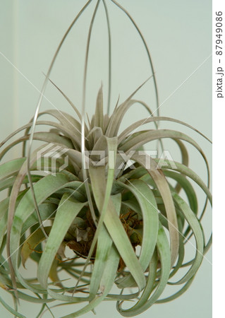 資料写真　キセログラフィカ 87949086