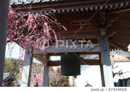 浄土真宗 本願寺 青龍山 金照寺 仏教寺院 浄土真宗 本願寺 青龍山 金照寺 仏教寺院 87949608