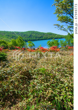 赤城公園　小沼湖畔　レンゲツツジ　初夏の風景　　　 87949773