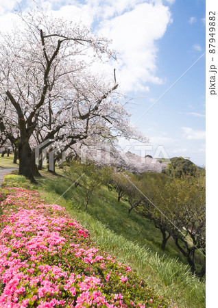 公園の桜とツツジ 87949882