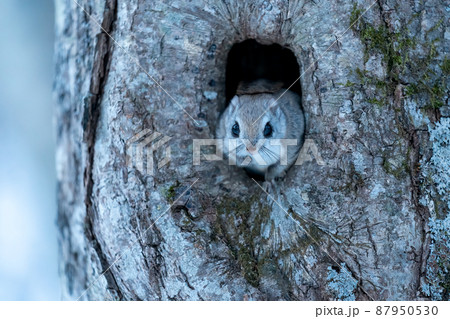 巣穴から顔を出したエゾモモンガ 巣穴から顔を出したエゾモモンガ 87950530