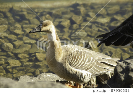 大池親水公園のサカツラガン 大池親水公園のサカツラガン 87950535
