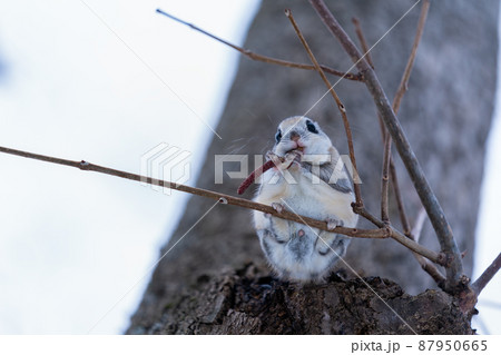 小枝に止まりハンノキの花穂を食べるエゾモモンガ 小枝に止まりハンノキの花穂を食べるエゾモモンガ 87950665