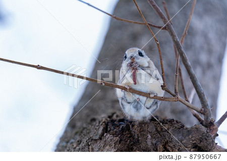 小枝に止まりハンノキの花穂を食べるエゾモモンガ 小枝に止まりハンノキの花穂を食べるエゾモモンガ 87950667