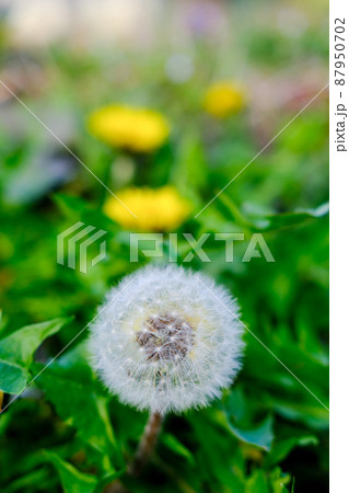 (花の風景)たんぽぽ 綿帽子 (花の風景)たんぽぽ 綿帽子 87950702