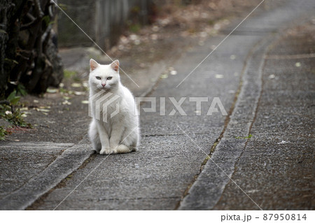 歩道に佇む白い猫 歩道に佇む白い猫 87950814
