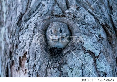 巣穴から顔を出したエゾモモンガ 87950823