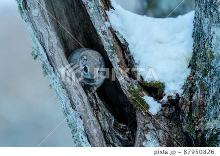 樹洞の中のエゾモモンガ 87950826