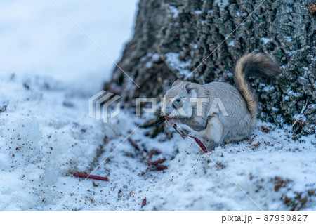 雪の地面で採食するエゾモモンガ 87950827