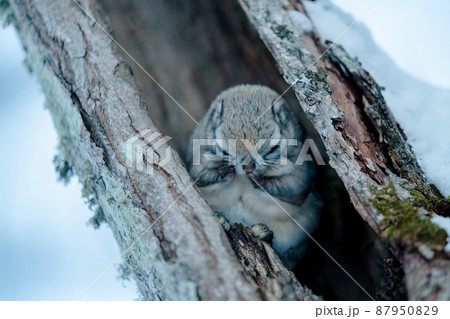 樹洞の中で目を瞑るエゾモモンガ 87950829