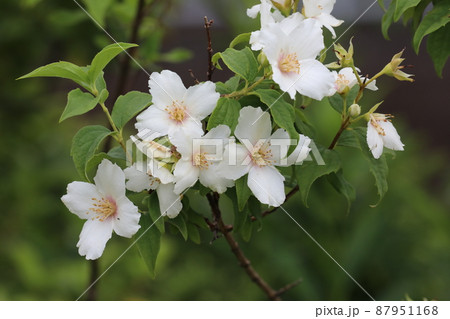 バイカウツギ バイカウツギ 87951168