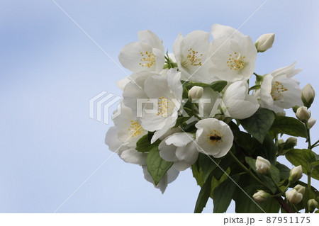 バイカウツギ 87951175