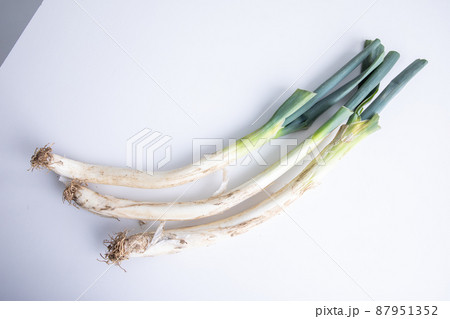 長ねぎ　Leek 87951352
