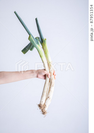 長ねぎ　Leek 87951354