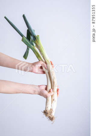 長ねぎ　Leek 87951355