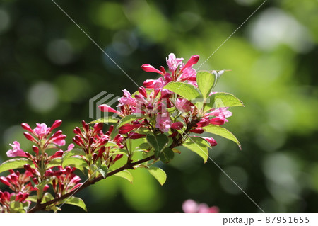 サワウツギ サワウツギ 87951655