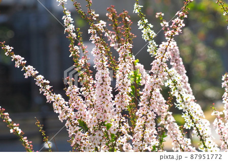 ピンク色の雪柳 ユキヤナギ フジノピンクの写真素材