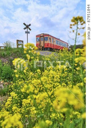 踏切の菜の花と青空を走る列車 いすみ鉄道の写真素材 [87951844] - PIXTA