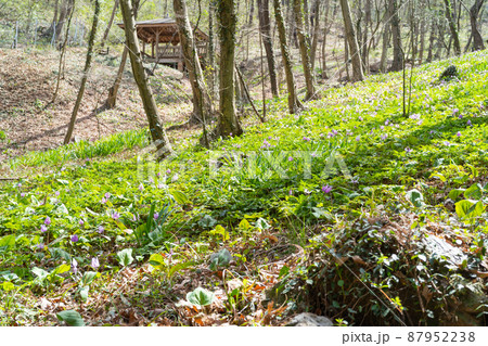 カタクリ（万葉自然公園かたくりの里） 87952238