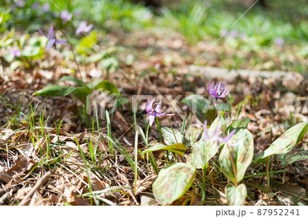 カタクリ（万葉自然公園かたくりの里） 87952241