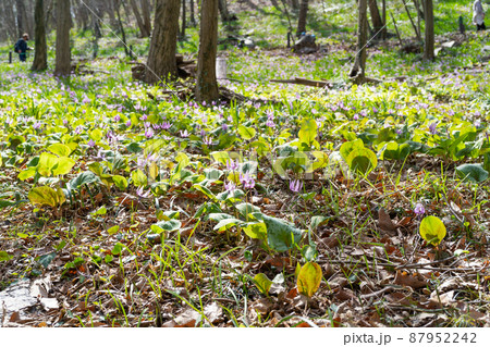 カタクリ（万葉自然公園かたくりの里） 87952242