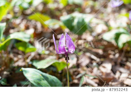 カタクリ（万葉自然公園かたくりの里） 87952243