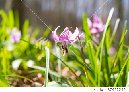 カタクリ（万葉自然公園かたくりの里） 87952245