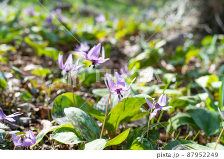 カタクリ（万葉自然公園かたくりの里） 87952249